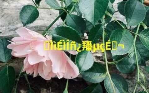 卓天商务：中国跨境电商的“黑马”