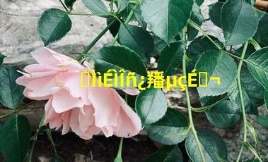 卓天商务：中国跨境电商的“黑马”
